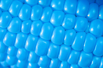 Obraz premium Blue Corn grains in close up, rows of fresh and ripe corn kernels.