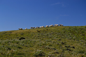 Obraz premium Bovini al pascolo nellle campagne della Nurra