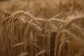 Ripe ears of golden wheat field . Wind motion