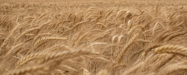 Ripe ears of golden wheat field . Wind motion