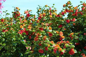 Red Camellia japonica 