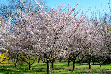 Large cherry trees with many white flowers in full bloom in the Japanese Garden from King Michael I Park (former  Herastrau) in Bucharest, Romania, in a cloudy spring day, sakura.