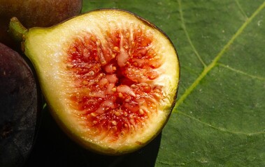Close up of fresh ripe Tin fruits, Fig fruits, in shallow focus. The Scientific name of this fruits is Ficus carica, a species of flowering plant in the mulberry family, known as the common fig