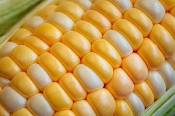 Single close-up ear of corn with green leaves