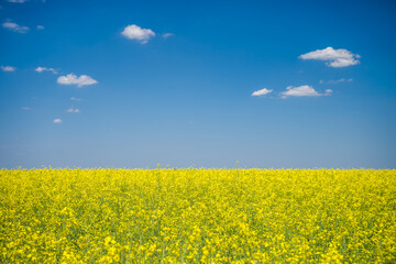 Fototapeta premium Oilseed rape field in blossom on sunny day.