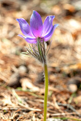 A dreaming herb, or a lumbago plant, belonging to the buttercup family, is a perennial spring flower. It can be found in the northern and southern regions of Europe, in the north of America, in China.