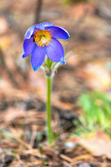 A dreaming herb, or a lumbago plant, belonging to the buttercup family, is a perennial spring flower. It can be found in the northern and southern regions of Europe, in the north of America, in China.