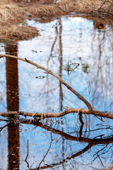 Reflection in water. Nature in the spring. Swamp.