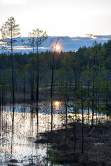 Sunset by the lake in the forest. Nature in the spring.