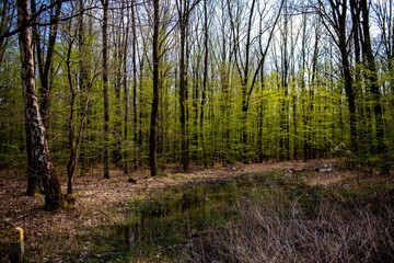 trees in natural forest by day
