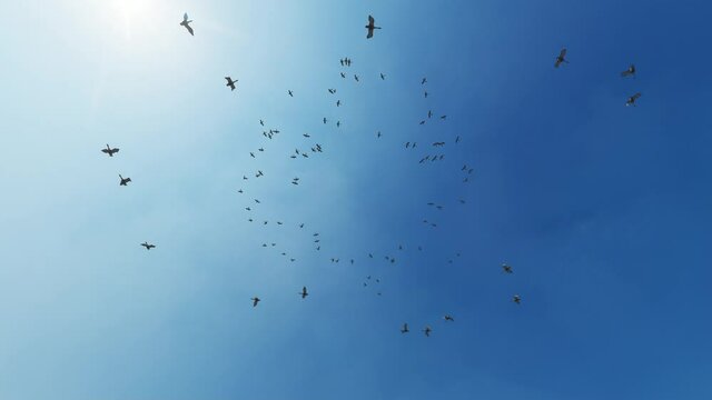 Birds flying in a circle against blue sky