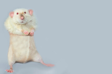 funny cute rat looks surprised on gray background 
