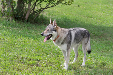 Naklejka na ściany i meble Czechoslovak wolfdog is standing on a green grass in the summer park. Pet animals. Purebred dog.