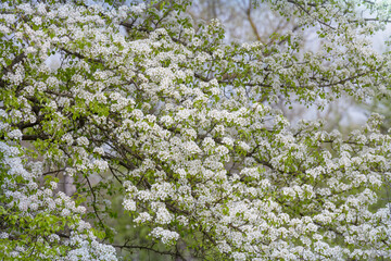 Blossom tree