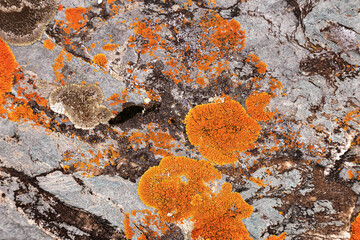 Moss and lichen growing on grey rock. Natural texture background with bright colorful vegetation on stone.