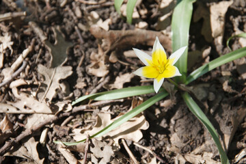 Tulipa biebersteiniana, ulipa sylvestris australis blooming in april