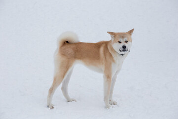 Cute akita inu puppy is looking at the camera. In the winter park. Pet animals. Purebred dog.