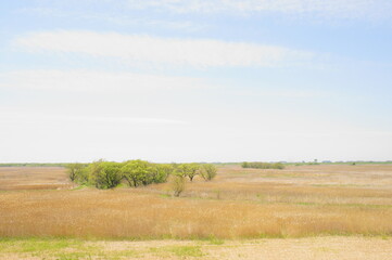 Obraz premium 渡良瀬遊水地 サバンナ 日本