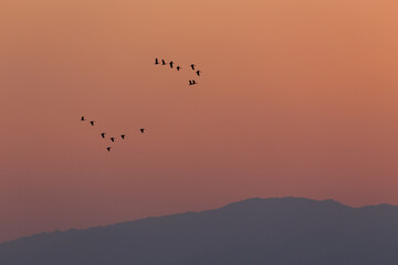 A flock of birds flying in the sunset sky