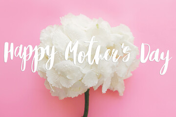 Happy mother's day. Happy mother's day text and modern big white hydrangea flower on bright pink...
