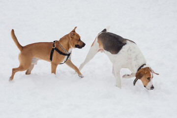 Russian hound and american pit bull terrier puppy are walking on a white snow in the winter park. Pet animals. Purebred dog.