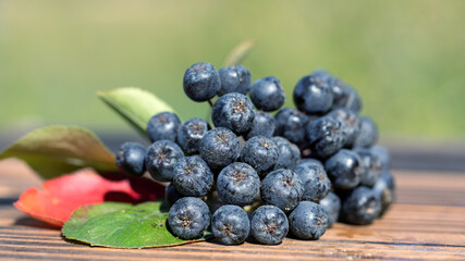 Delicious juicy bunch of black-fruited mountain ash with green-red leaves lies on wooden table on blurred natural green background, selective focus. Medication for high blood pressure