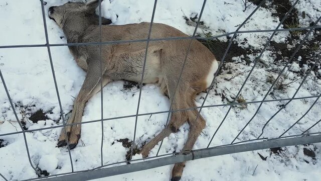 A dead deer is lying in the snow, behind a wire mesh. For unknown reasons, the killed carcass is behind the fence, an ecological bomb.