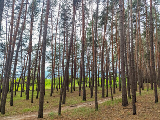 Obraz premium pine forest in the summer sun