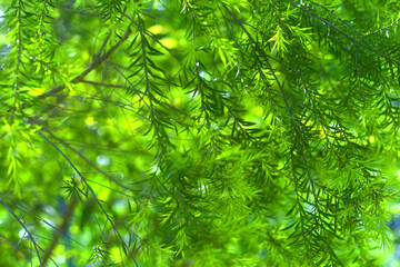green leaves Nature background