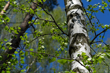 Birch Grove