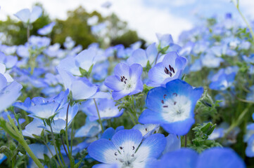 青い花　ネモフィラ