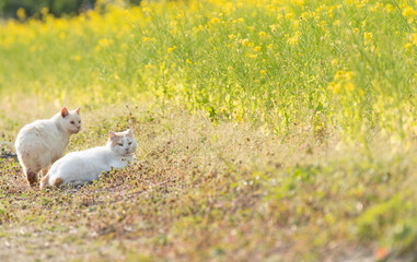 猫と菜の花