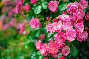 《花》薔薇　バラ