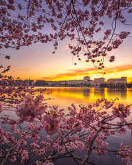 Cherry trees in Hamburg