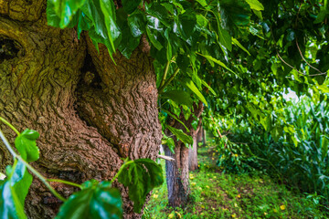 In the woods among the mulberry trees.