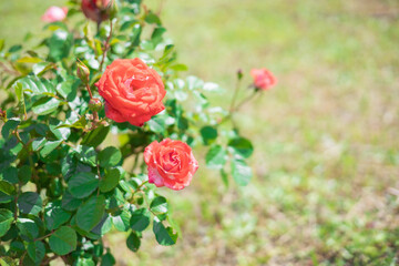 《花》薔薇　バラ