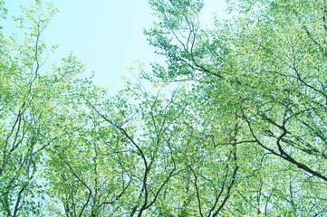 若葉　新緑　葉