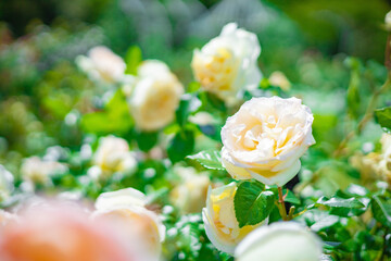 《花》薔薇　バラ