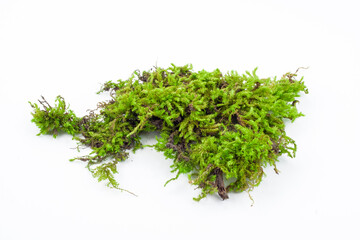 Mossy rotten tree, nature flora, damp moss, forest plant, isolated natural object, design element,