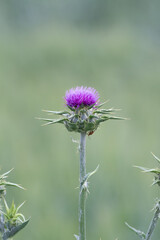 Flowering Milk Thistle (Scotch Thistle, Silybum Marianum) and green meadow on blur background.