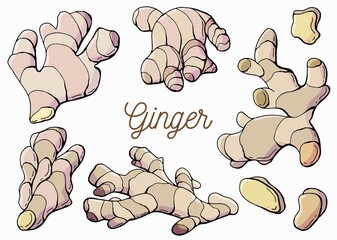 Ginger root. Hand-drawn style. White background, isolate. Vector illustration.	
