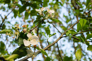 Young sunny leaves with white flowers on the crown of the Apple tree in the spring.