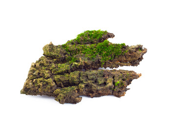 Mossy rotten tree, nature flora, damp moss, forest plant, isolated natural object, design element,