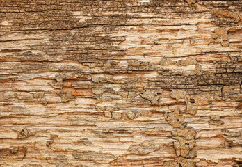 old decayed wood texture for background