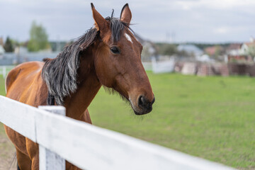 Fototapeta premium horse