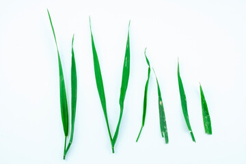 Green grass leaves, isolated natural object, design element, nature plant, spring herb