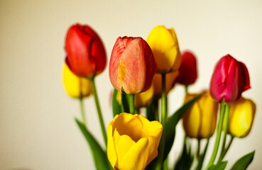 bouquet of flowers tulips
