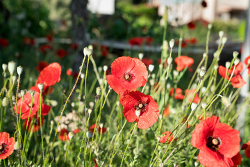 Poppy flowers in nature, with red poppy flowers blooming in all day (Papaver rhoeas, flanders...
