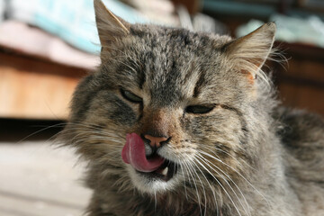 The head of a cat with a protruding tongue
