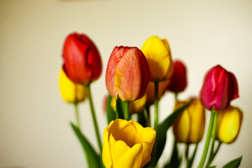 bouquet of flowers tulips

